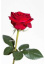 růže